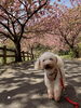 「＊フィラリアについて＊」