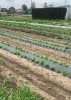 「美味しいお野菜の情報です【採れたてご褒美便】」