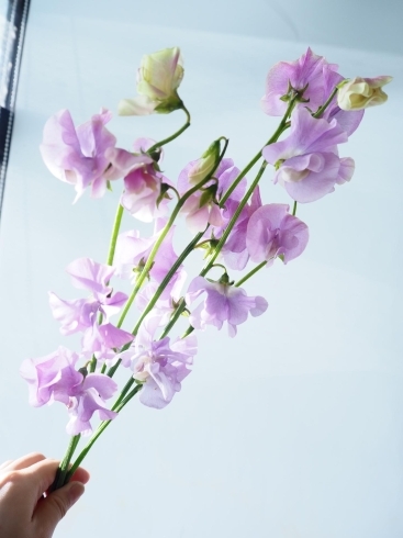 １月の誕生花はスイートピー 花言葉も素敵 有限会社 小樽フラワーのニュース まいぷれ 小樽市
