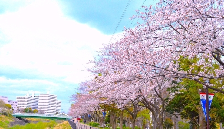 横浜市港北区のお花見スポット 新横浜駅前公園 港北区のお花見特集 桜 梅の名所一覧 まいぷれ 横浜市港北区 横浜市港北区のお花見スポット 新横浜駅前公園 港北区のお花見特集 桜 梅の名所一覧 まいぷれ 横浜市港北区