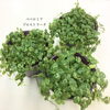 ペペロミア・プロストラータ「レアな商品仕入れてきました。」