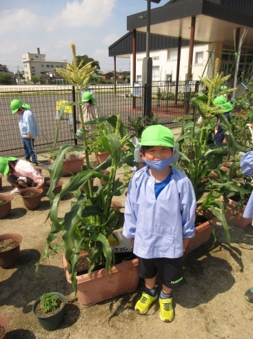 僕より背が高くなったとうもろこし「夏野菜」