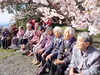「八女市黒木町グリーンピア八女桜見学に〜‼️YouTube見てね(^O^)‼️。」