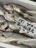 「岩船港直売所本日営業致します」
