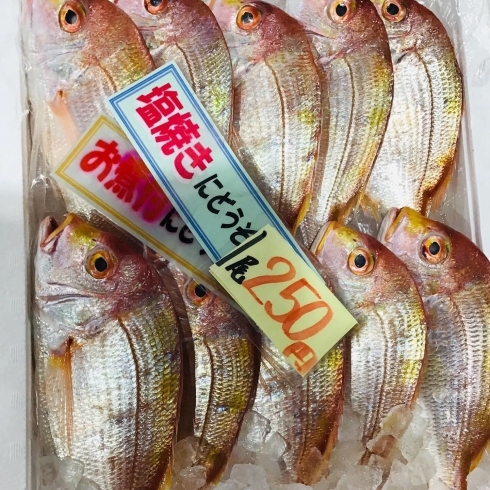 「魚魚市場鮮魚コーナーおすすめは「活ハマチ・伊勢エビ」です♪」