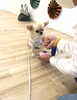 上手にベル鳴らし中　きなちゃん「ｋｏｎｉｗａｎ　^o^」
