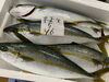 「本日鮮魚入荷致しました。[岩牡蠣は７月から販売致します。]」