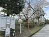 栗東　スポーツ公園「栗東市　桜」