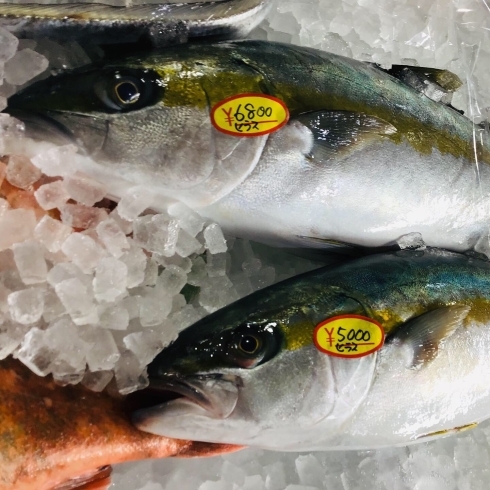 魚魚市場鮮魚コーナーおすすめは クロ 天然ぶり 天然ヒラス です 魚魚の宿のニュース まいぷれ 佐世保 魚魚市場鮮魚コーナーおすすめは クロ 天然ぶり 天然ヒラス です 魚魚の宿のニュース まいぷれ 佐世保