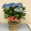 紫陽花　星あつめ