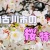 加古川のお花見（桜）特集♪