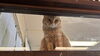 じーっとこちらを眺めています👀「今日は猫に会いに行こう！ワクワクが詰まった癒やしスポット✨」