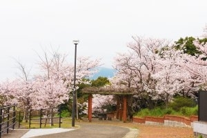 佐世保市 佐々町 波佐見町 川棚町の花見スポット 佐世保市 佐々町 波佐見町 川棚町の花見スポット まいぷれ 佐世保 佐世保市 佐々町 波佐見町 川棚町の花見スポット 佐世保市 佐々町 波佐見町 川棚町の花見スポット まいぷれ 佐世保