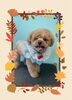 「Dog salon mofu mofu　余市町」