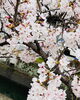 「【桜満開です】」