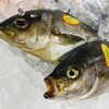 「魚魚市場鮮魚コーナーおすすめは「本ガツオのたたき・いわし」です♪」