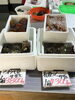 「西海物産館 鮮魚コーナーのおすすめは「イサキ」です♪」