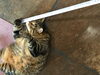 「メジャーにじゃれるしまこ」