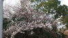 「桜(北九州市八幡西区若葉にある少人数対応安心低価格の直葬．家族葬専門葬儀社です)」