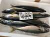 「鮮魚パックいろいろ販売中‼️〆鯖も販売致します🐳」
