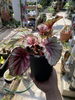 「植え替えてみた。」