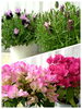 フレンチラベンダー・ブーゲンビレア「そのまま飾れる鉢花、寄せ植えにカワイイ花苗【 母の日の贈り物に♪ 】新潟県村上市の園芸店 g＋f MOMO　」