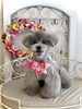 シオンちゃん「わんこと秋桜　🐾」