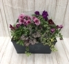 季節の寄せ植え「♬秋植え球根　秋の寄せ植え♬」