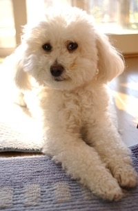 トイプードルのまろんちゃん 癒したい 癒されたい 我が家のペット紹介します まいぷれ 横浜市磯子区 金沢区 トイプードルのまろんちゃん 癒したい 癒されたい 我が家のペット紹介します まいぷれ 横浜市磯子区 金沢区