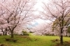 佐世保市 佐々町 波佐見町 川棚町の花見スポット 佐世保市 佐々町 波佐見町 川棚町の花見スポット まいぷれ 佐世保