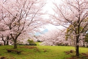 佐世保市 佐々町 波佐見町 川棚町の花見スポット 佐世保市 佐々町 波佐見町 川棚町の花見スポット まいぷれ 佐世保 佐世保市 佐々町 波佐見町 川棚町の花見スポット 佐世保市 佐々町 波佐見町 川棚町の花見スポット まいぷれ 佐世保