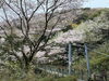 音無山「音無山の桜」