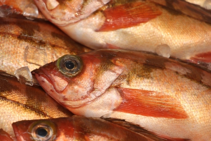 青森　メバル「八千代市、佐倉市の鮮魚店  京成、東葉勝田台駅から徒歩10分　 魚や山粋（ヤマスイ) 【7/13地魚から旬物、人気の定番品まで大奉仕。)】」