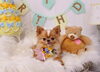 「Anniversaryphoto　(*´ω｀*)」