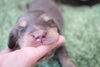 「ミニチュアダックス子犬情報」