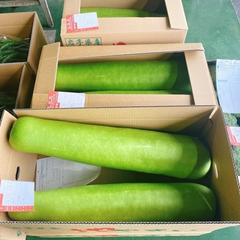 岩手県産 夕顔 ゆうがお 佐々豊青果のニュース まいぷれ 花巻 北上 一関 奥州