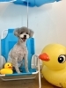 テツくん「サマービーチ🏖️&予約状況」