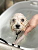 ちゃっぷん　🛀「はじめまして」