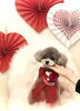 ここくん／テディベア　ショート「Happy Valentine ♡」