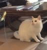 さぁさぁ、おばさんの出番だよ。たくさん遊ぼうよ。「長めのお出かけもあきらめないで。ご家族＋シッターで見守る人見知りハク君のお留守番」