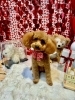トリミングお写真「🐶トリミングのお友達❤️」