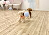 Ａきなこちゃん風船遊び中🎈「ましゅまろ幼稚園☃️」