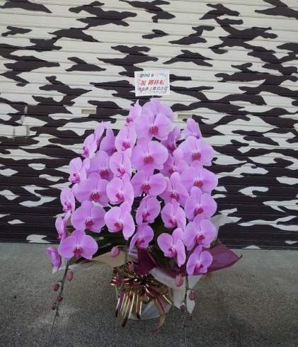 お祝い花の王様 胡蝶蘭 花職人 Emigreenmoon エミグリーンムーン のニュース まいぷれ 黒部 入善 朝日 お祝い花の王様 胡蝶蘭 花職人 Emigreenmoon エミグリーンムーン のニュース まいぷれ 黒部 入善 朝日