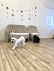 じろうくん爆走中〜「ましゅまろ幼稚園🐾パートⅠ」