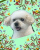 「Dog salon mofu mofu　余市町」