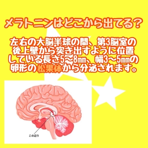 メラトニンはどこから出てる？「メラトニンとは？」