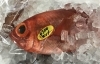 「魚魚市場鮮魚コーナーおすすめは ［カンパチ］です♪」