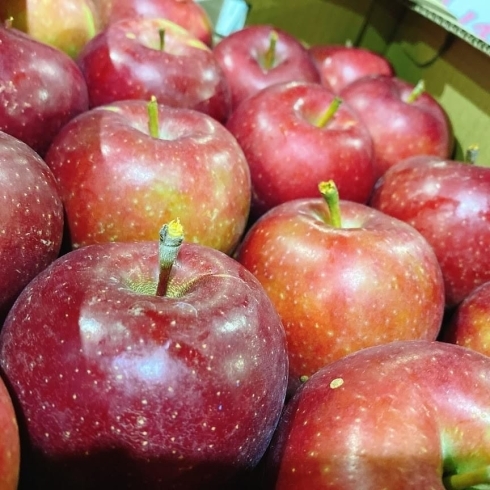 今年収穫されたりんごの入荷がはじまったよー 極早生りんご 恋空 佐々豊青果のニュース まいぷれ 花巻 北上 一関 奥州