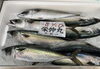 「岩牡蠣入荷してます」