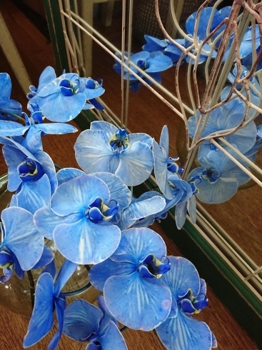 コチョウラン染めブルー「初夏の爽やかな雰囲気を演出してくれる お花 入荷しました❗」